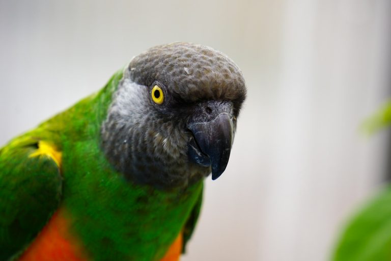 Bali Bird Park, Gianyar, Bali