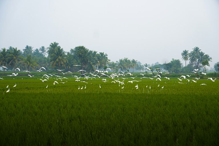 Bali Bird Walk photo 2