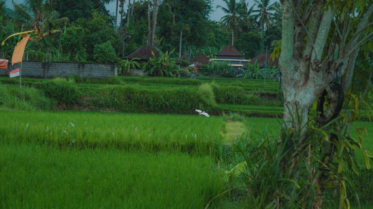 Bali Bird Walk photo 5