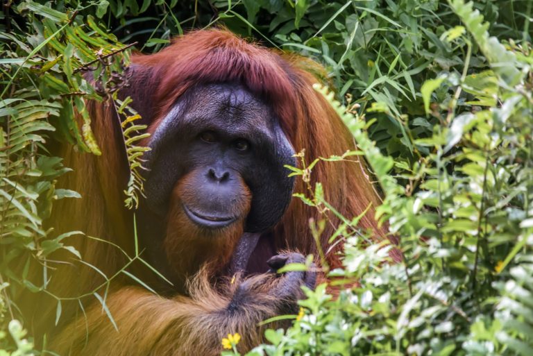Bali Zoo, Gianyar, Bali