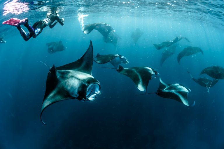 Blue Corner Dive photo 2