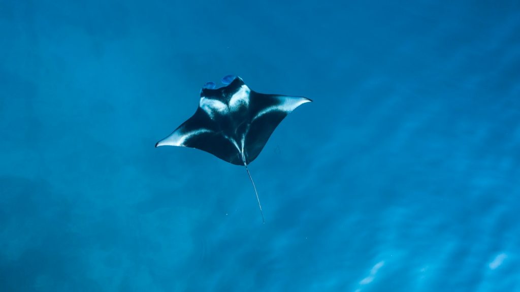 Blue Corner Dive photo 1
