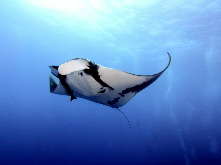 Blue Corner Dive photo 4