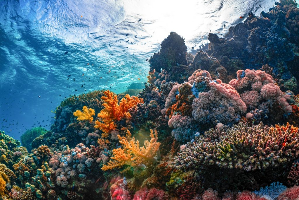 Geko Dive Bali photo 1