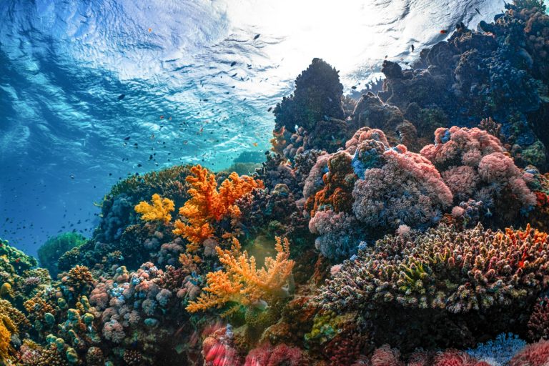 Geko Dive Bali, Karangasem, Bali