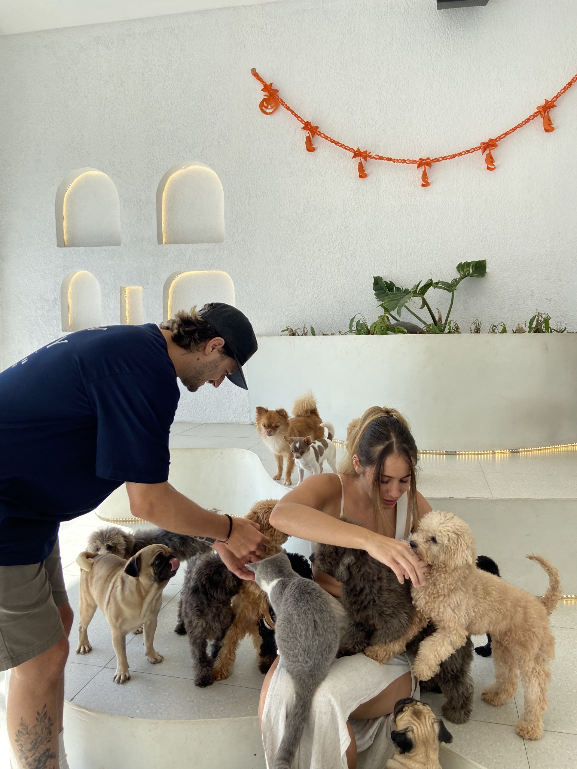 Bali Pet Nirvana: Pet Cafe and Lounge