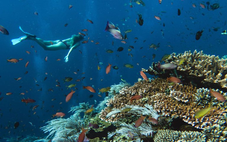 Snorkeling in Menjangan Marine Park by Dive Concepts Bali