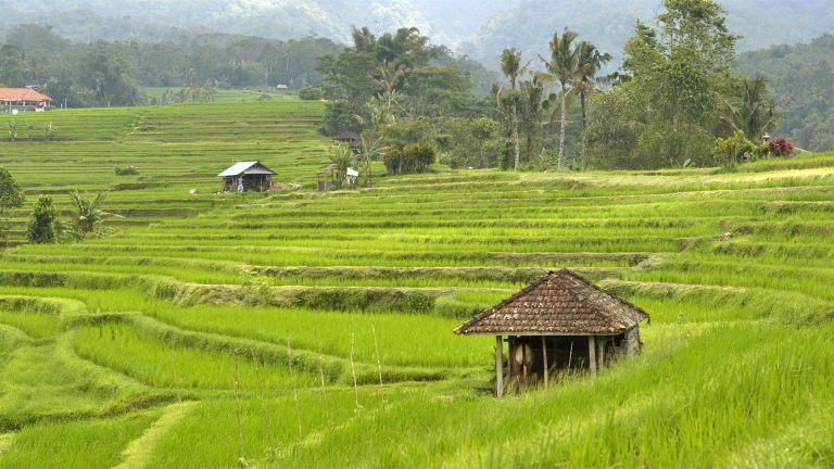 Jatiluwih Rice Terraces photo 2