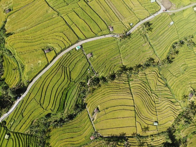 Jatiluwih Rice Terraces photo 3