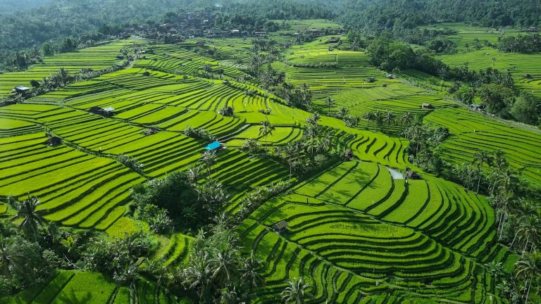 Jatiluwih Rice Terraces photo 4