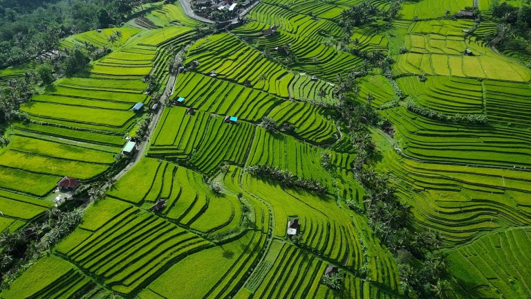Jatiluwih Rice Terraces photo 5