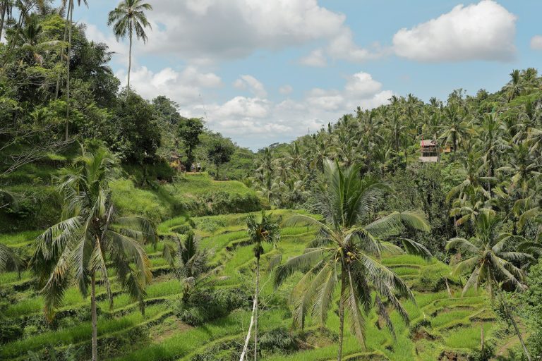 Tegallalang Rice Terraces photo 2