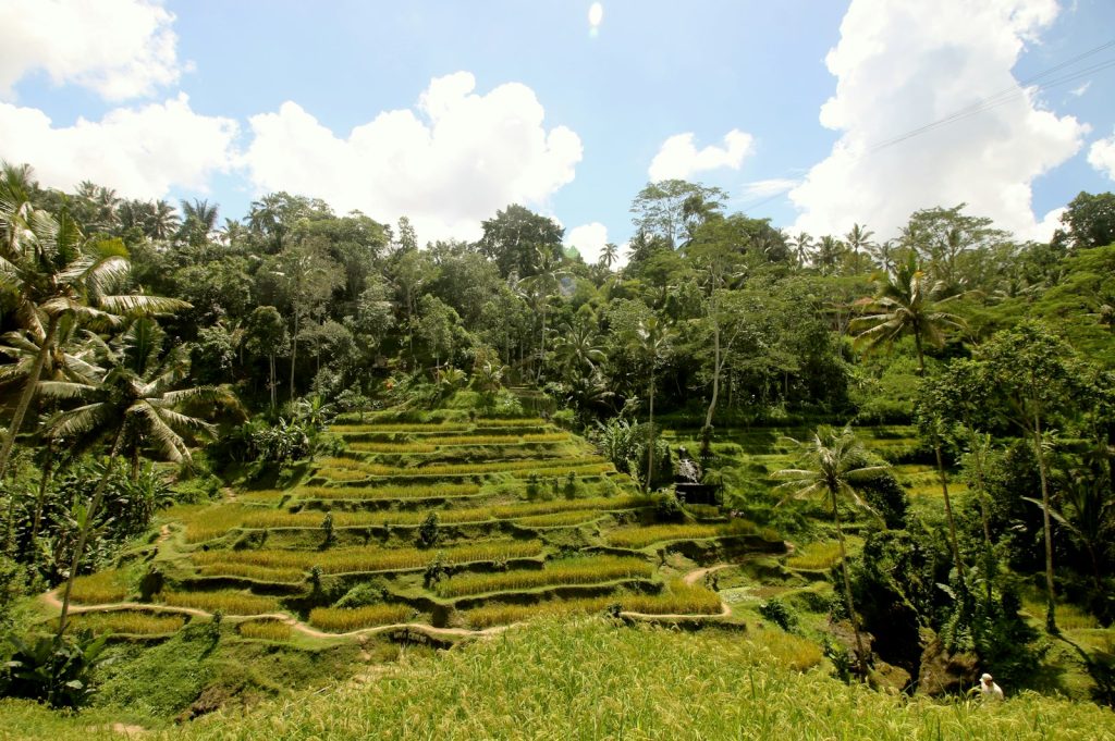 Tegallalang Rice Terraces, Ubud, Bali