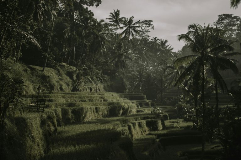 Tegallalang Rice Terraces photo 3