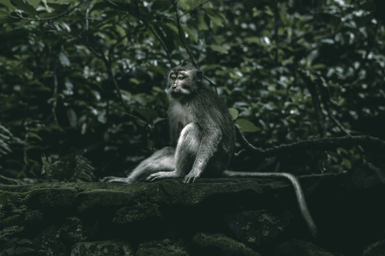 Ubud Monkey Forest (Sacred Monkey Forest Sanctuary) photo 3