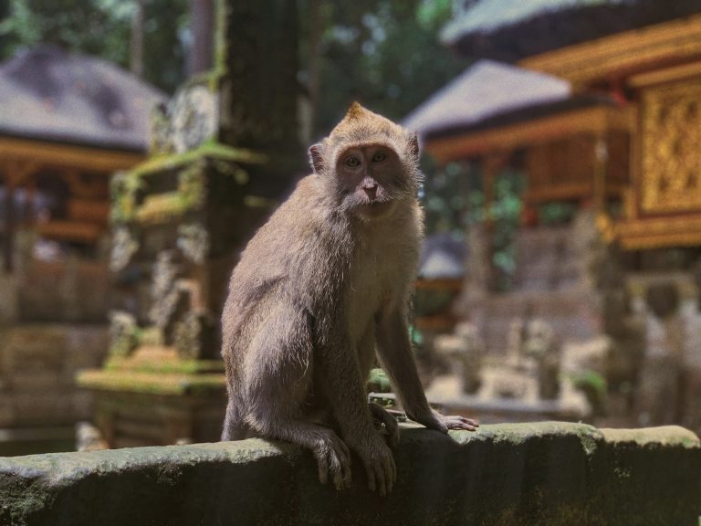 Ubud Monkey Forest (Sacred Monkey Forest Sanctuary) photo 4