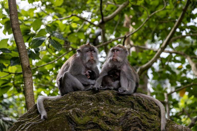 Ubud Monkey Forest (Sacred Monkey Forest Sanctuary) photo 2