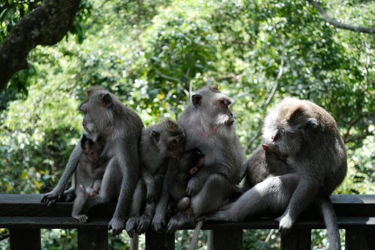 Ubud Monkey Forest (Sacred Monkey Forest Sanctuary), Ubud, Bali