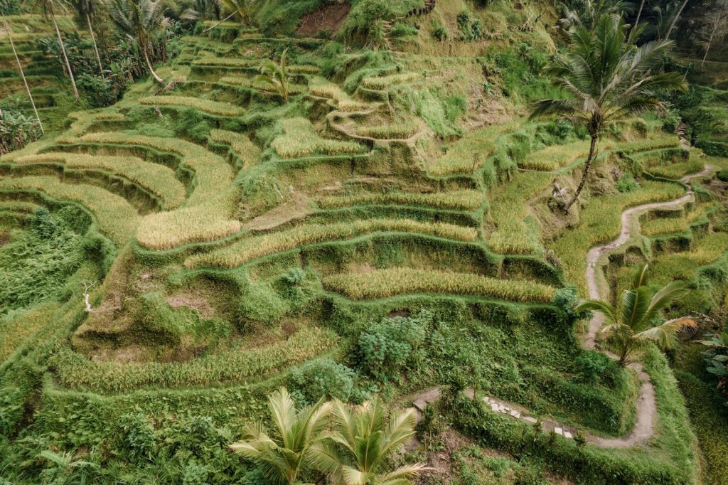 Rice terraces near Ubud.