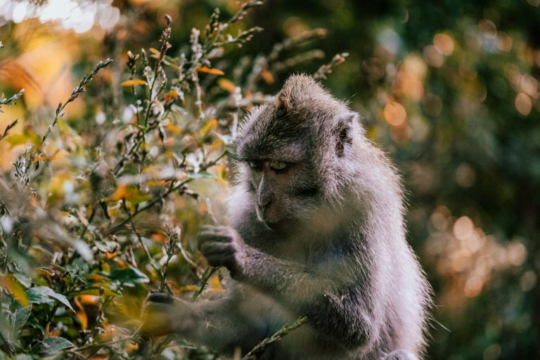 What to Do in Ubud: 12 Experiences Worth Your Time, Ubud, Bali