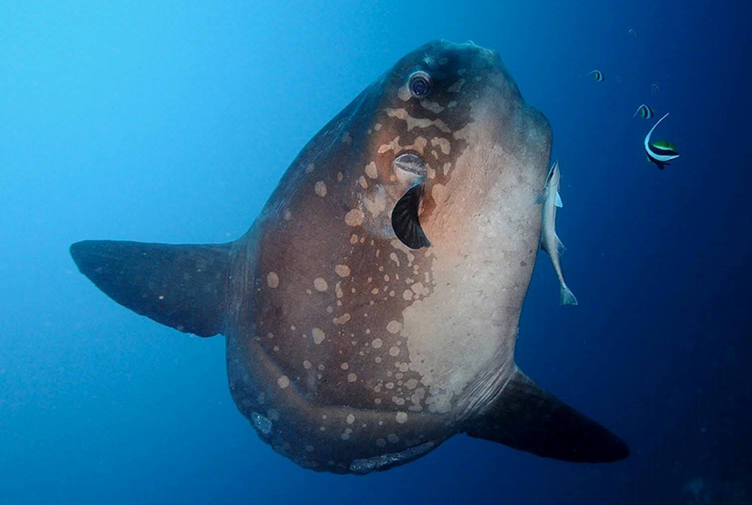 Manta Madness: 3 Dives Adventure in Nusa Penida with PADI 5* Center
