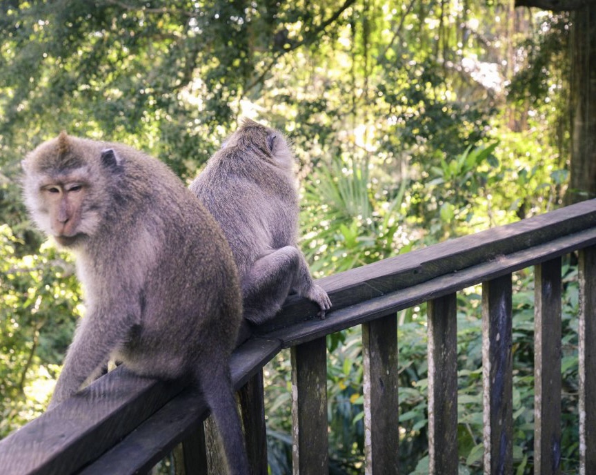 Sacred Monkey Forest Ubud Ticket